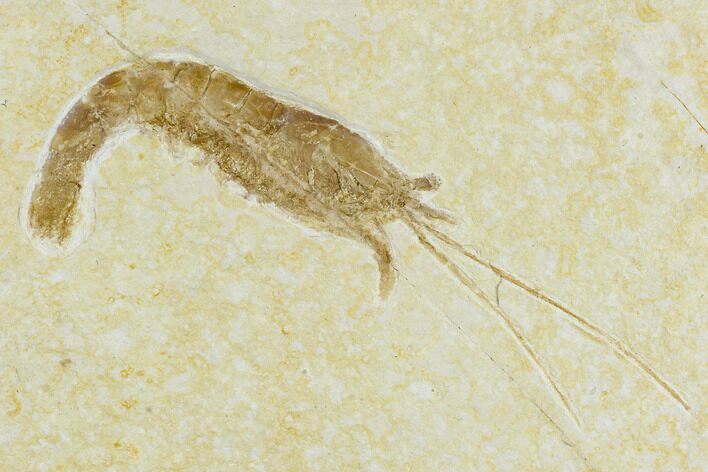 Detailed, Fossil Shrimp - Solnhofen Limestone #113550